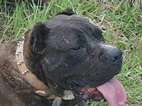 italian cane corso 